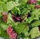 Fresh Vegetables