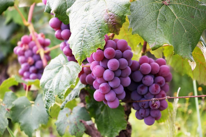 Korean Grape