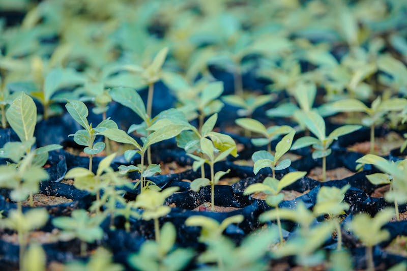 Saplings