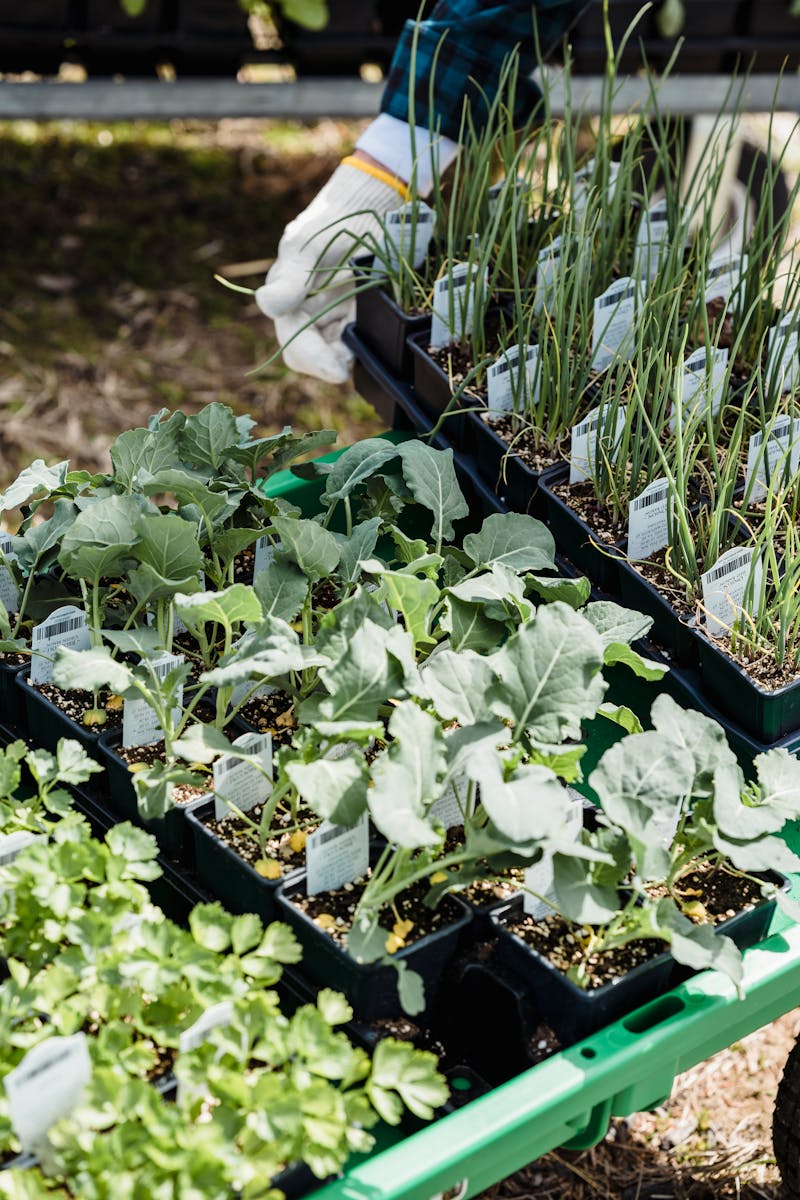 Seedlings