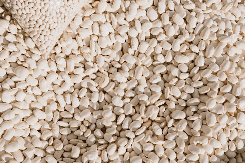 Dried White Bean (Non-GMO)